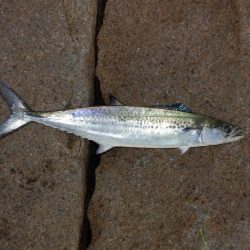 ただの!普通の‼巻き　【20251116】